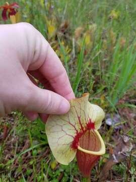 Image of hybrid pitcherplant