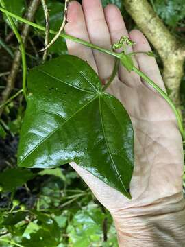 Image of Passiflora eglandulosa J. M. Mac Dougal