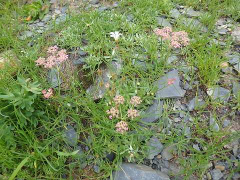 Image of Carum meifolium (M. Bieb.) Boiss.