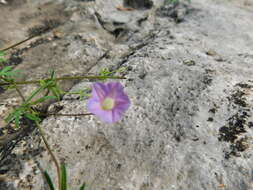 Image of crestrib morning-glory