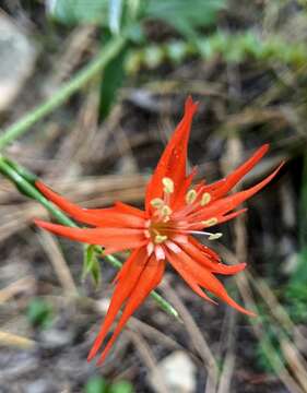 Image de Silene laciniata subsp. greggii (Gray) C. L. Hitchc. & Maguire