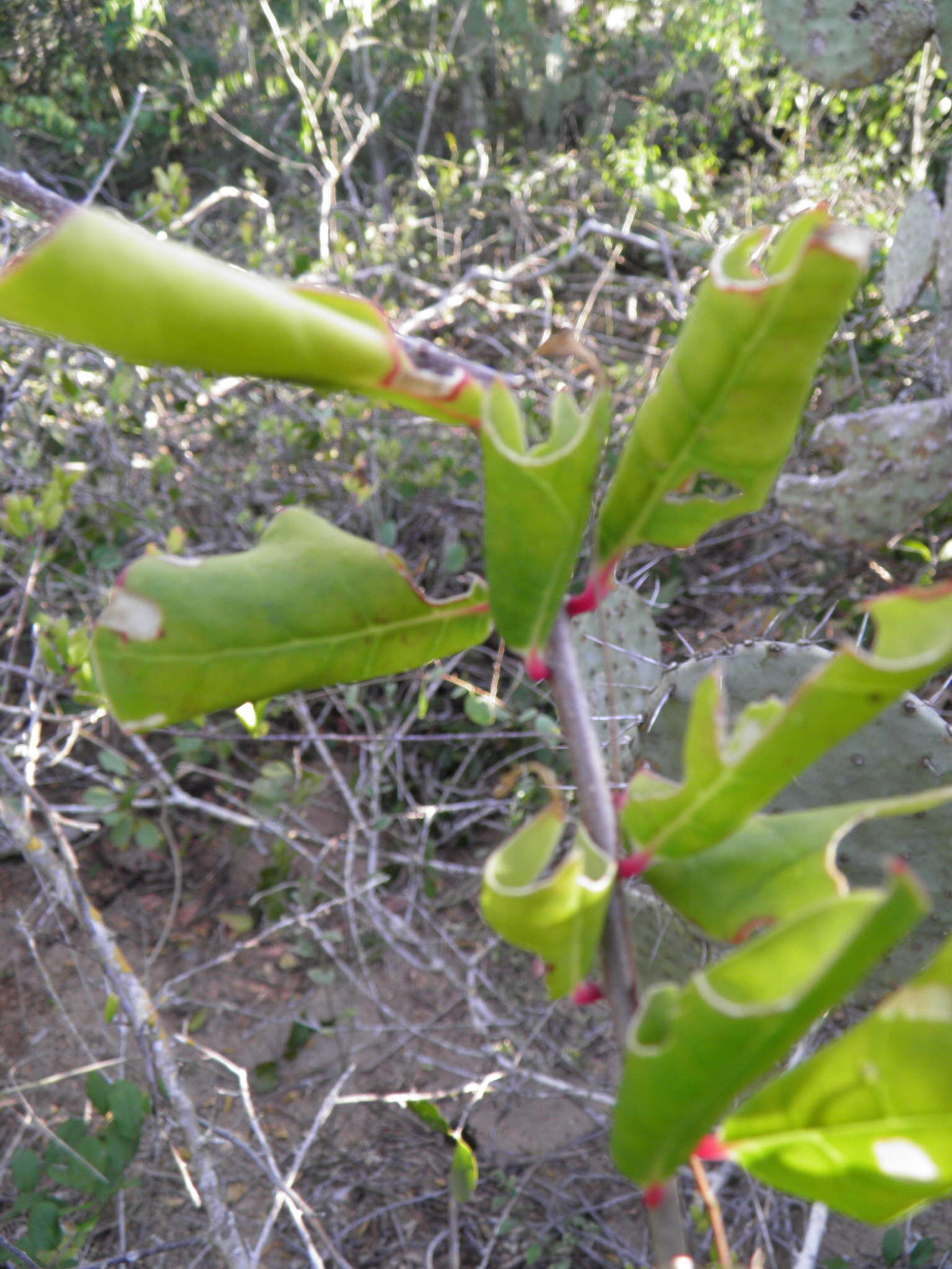 Image of Cuban tangle