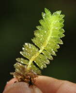 Image of Schistochila nobilis (Hook.) Trevis.