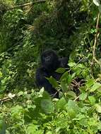 Image of Eastern Gorilla