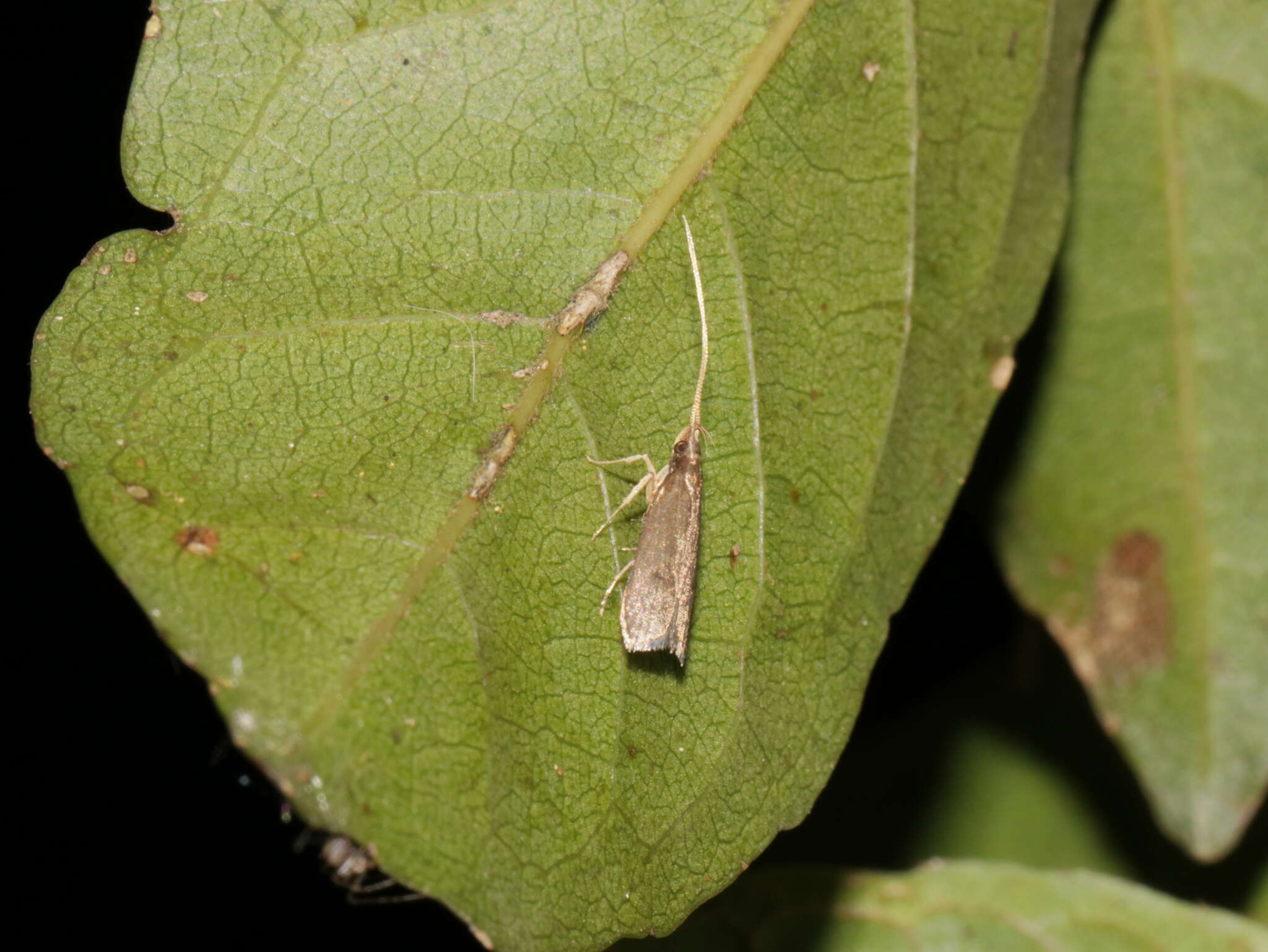 Image de Lecithocera platomona (Wu 1997)