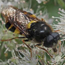 Image of Stratiomys chamaeleon (Linnaeus 1758)