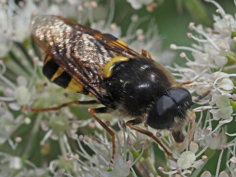 Image of Stratiomys chamaeleon (Linnaeus 1758)