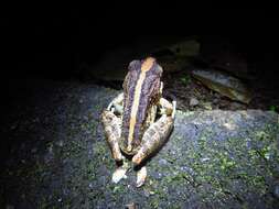 Image of Fitzinger's Robber Frog