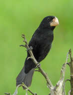 Image of Nicaraguan Seed Finch