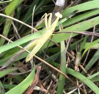 صورة Sinomantis denticulata Beier 1933