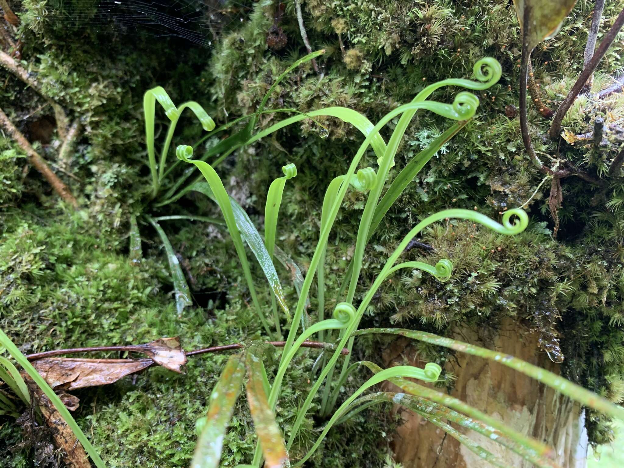 Haplopteris flexuosa (Fée) E. H. Crane的圖片