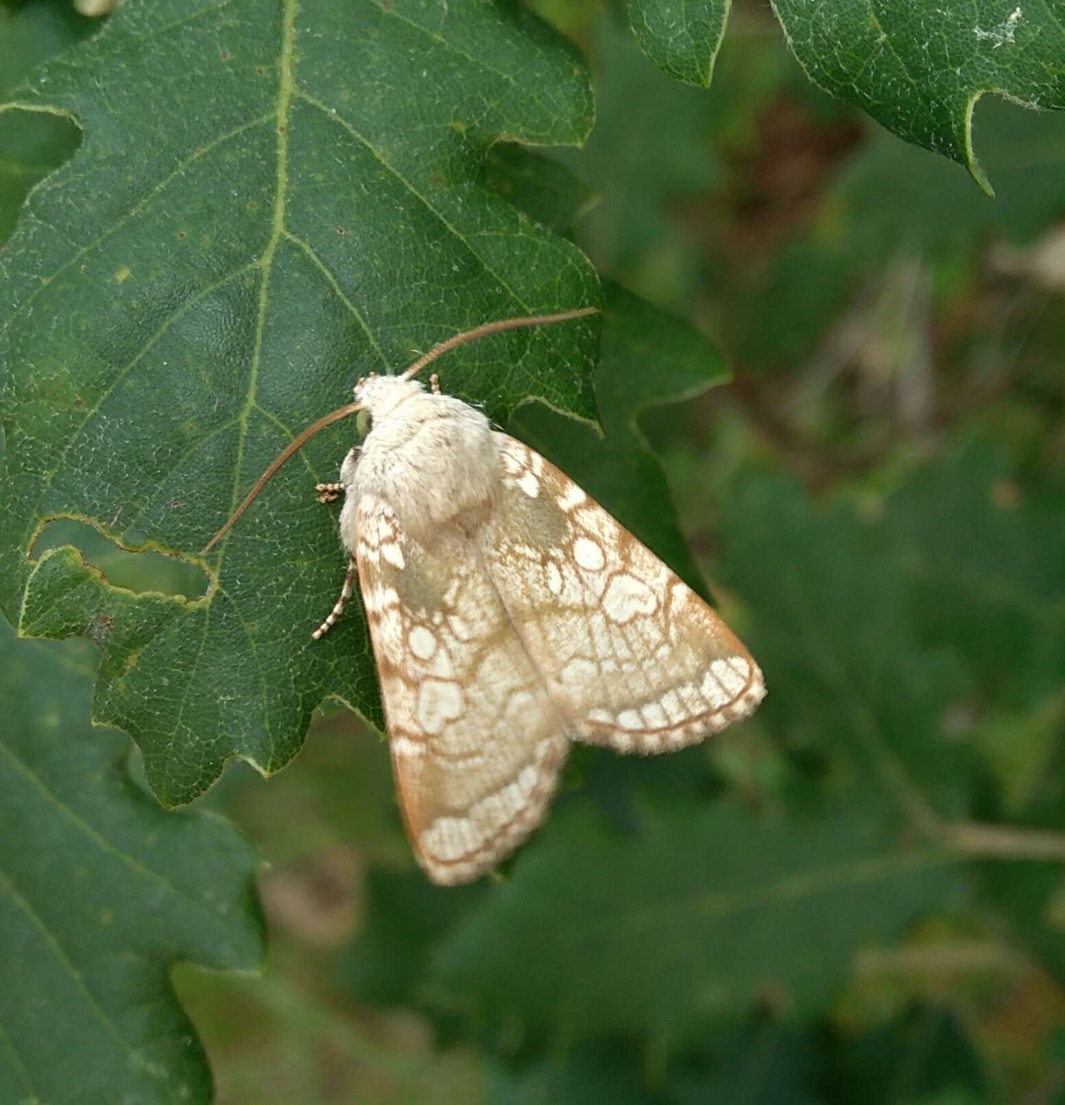 Image of Heart Moth