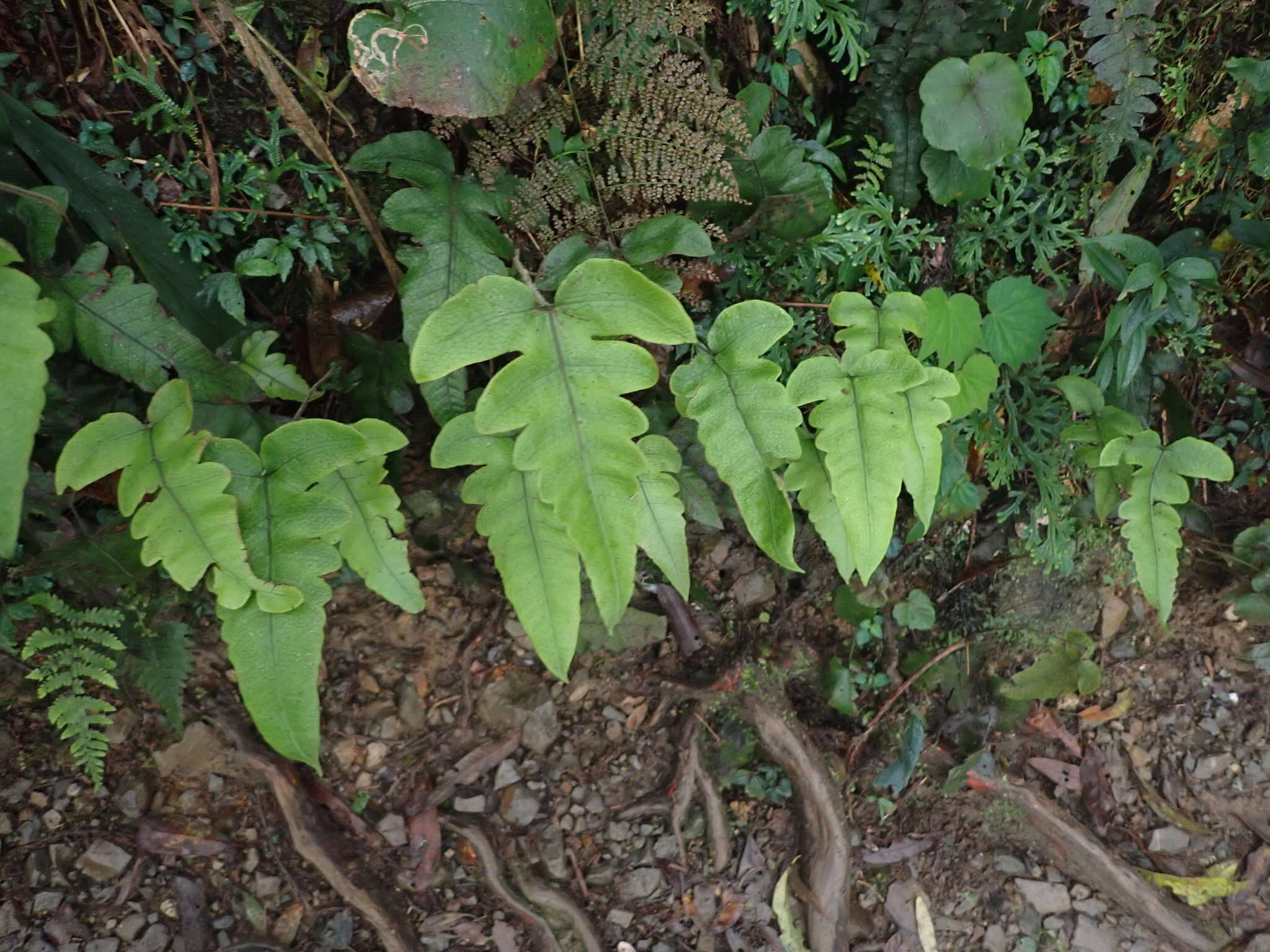 Image of Stegnogramma wilfordii (Hook.) Seriz.