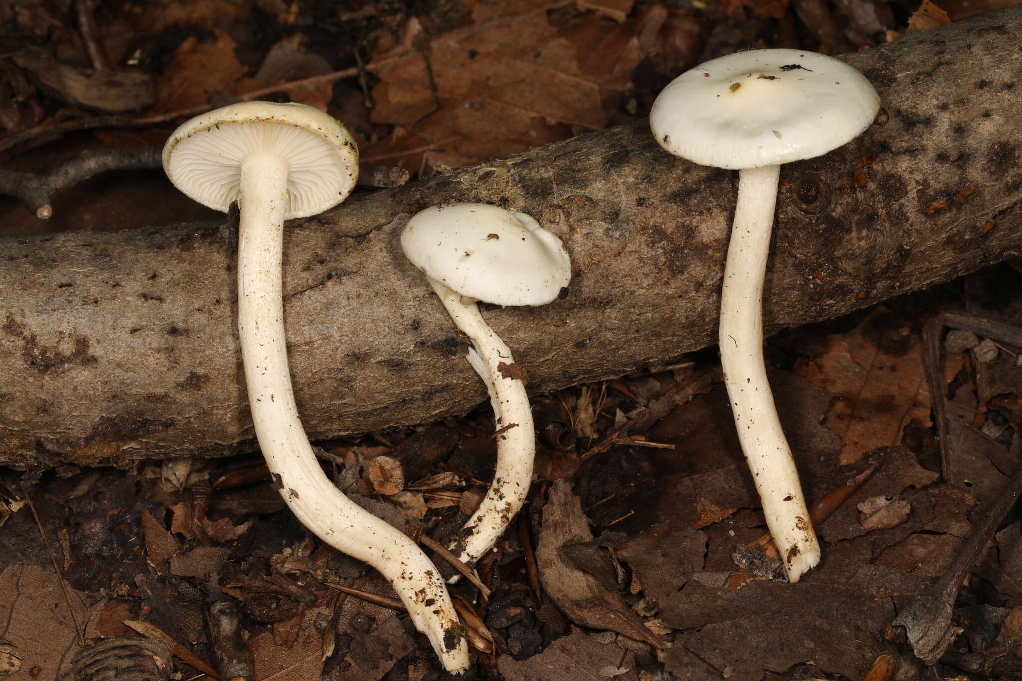 Слика од Hygrophorus discoxanthus (Fr.) Rea 1908