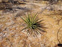 Image of Agave datylio F. A. C. Weber