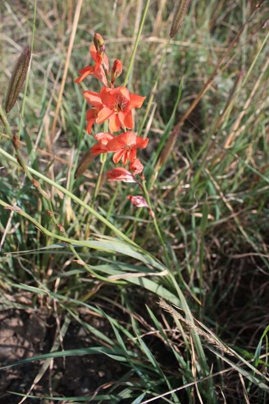 Image of Tritonia laxifolia (Klatt) Baker