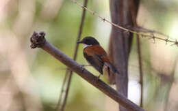 Image of Black-banded Flycatcher