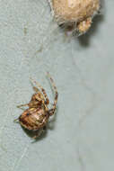 Image of Theridion melanurum Hahn 1831