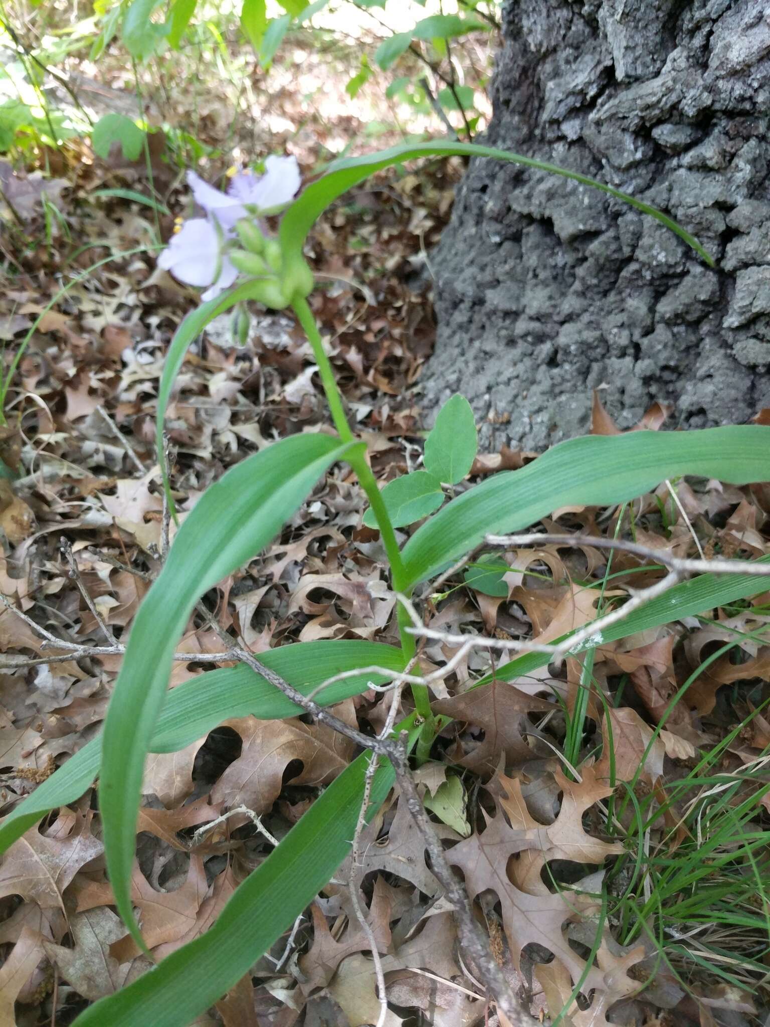 Image of Plateau Spiderwort