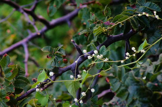 Image of Antigonon flavescens S. Wats.