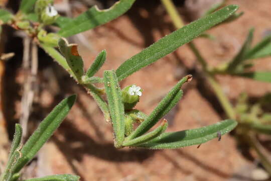 Image of Limeum viscosum subsp. transvaalense Friedr.