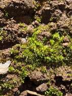 Image of immersed physcomitrium moss