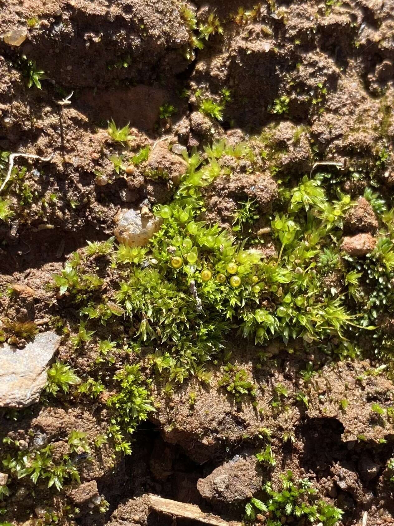 Image of immersed physcomitrium moss