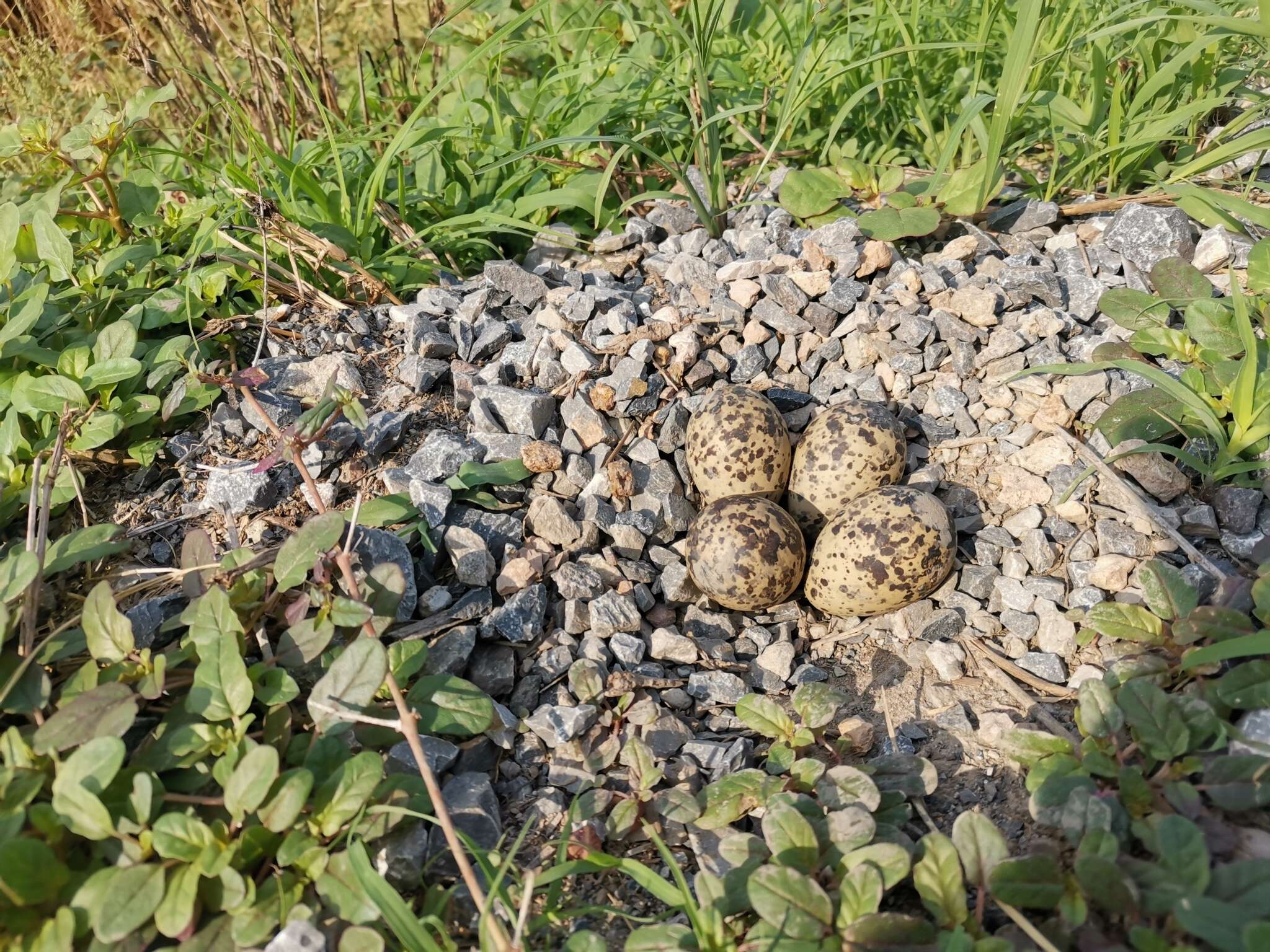 Image of Vanellus indicus atronuchalis (Jerdon 1864)