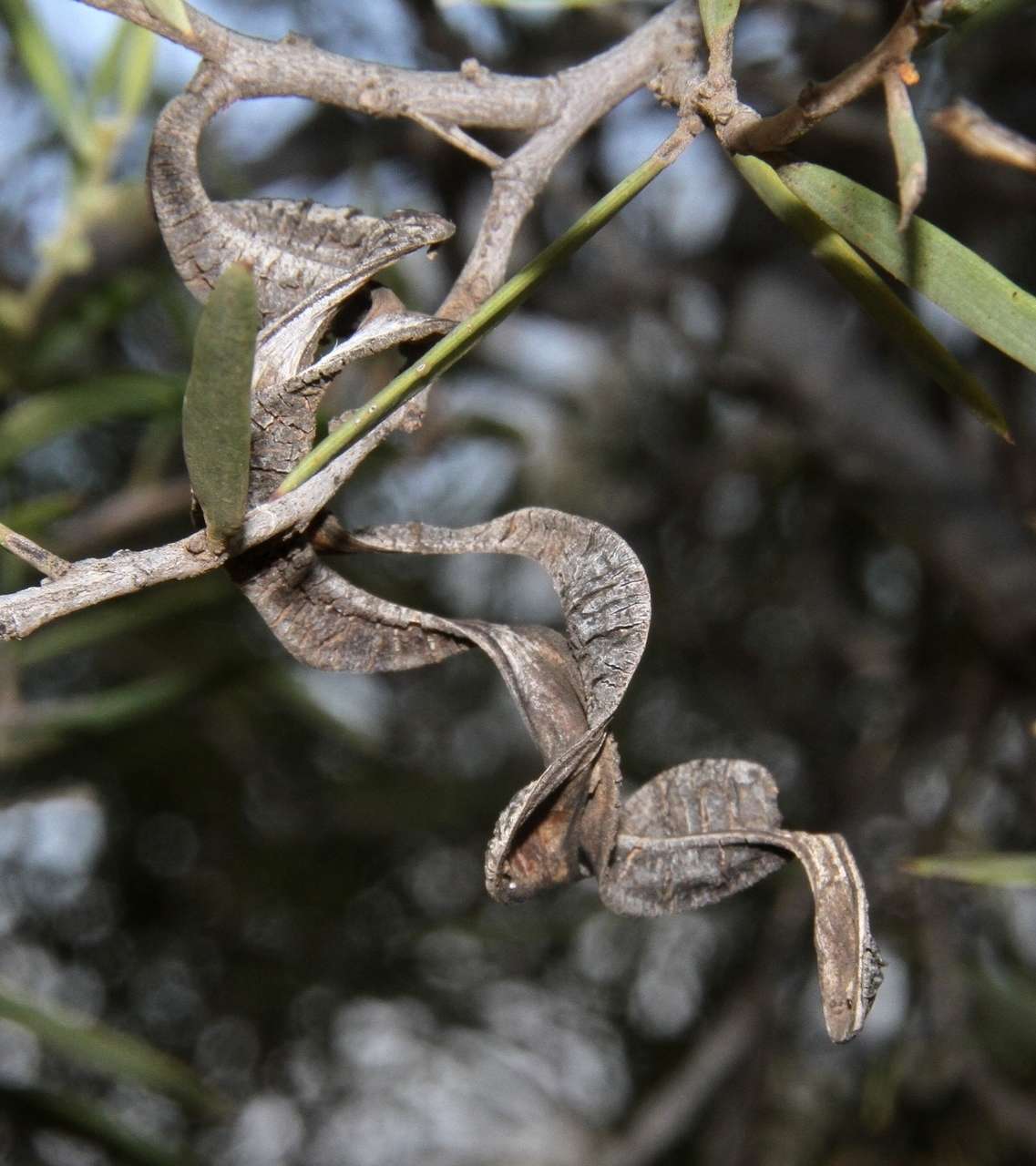 Sivun Acacia oswaldii F. Muell. kuva