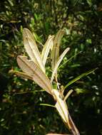 Image of Hibbertia coriacea Baill.