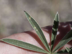 Sivun Lupinus argenteus var. utahensis (S. Watson) Barneby kuva