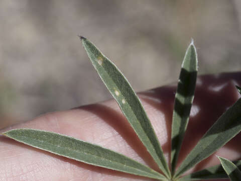 Image of silvery lupine