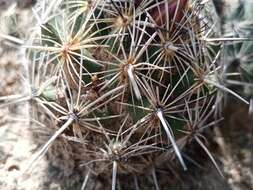 Image of Coryphantha pseudoechinus Boed.