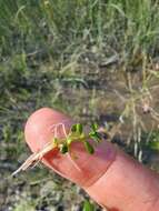 Image of American Waterwort