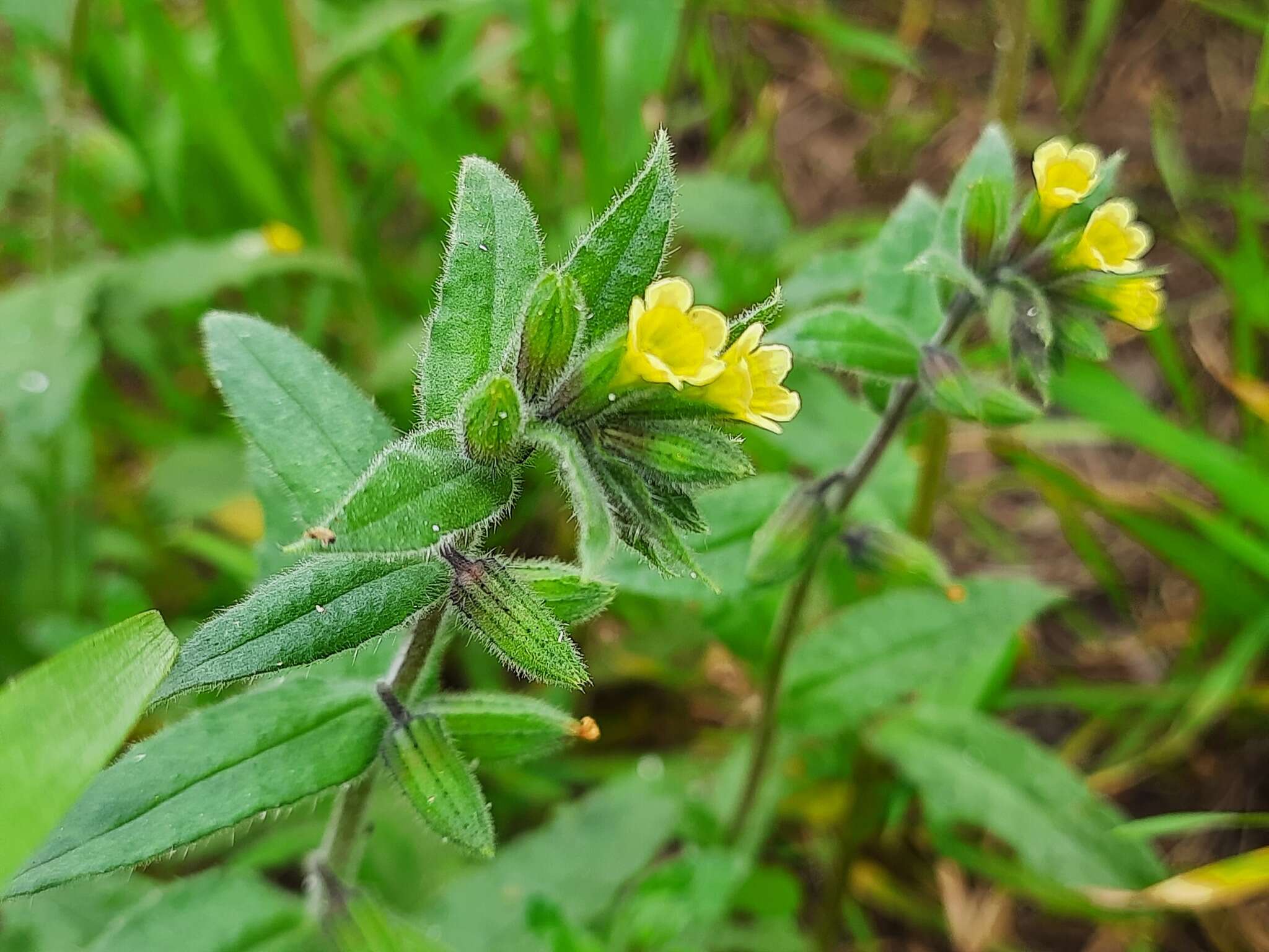 صورة Nonea flavescens (C. A. Mey.) Fisch. & C. A. Mey.