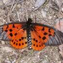 Image de Acraea hova Boisduval 1833