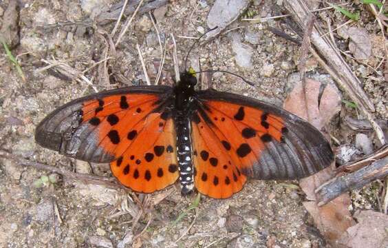 Acraea hova Boisduval 1833的圖片