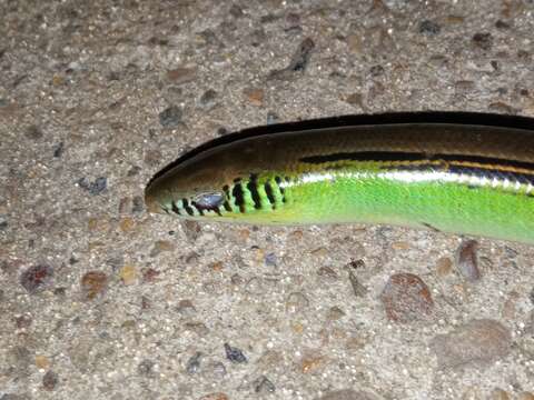 Image of Jointed Worm Lizard