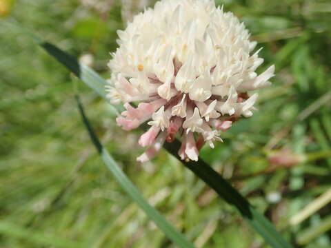 Trifolium pratense var. frigidum Gaudin resmi