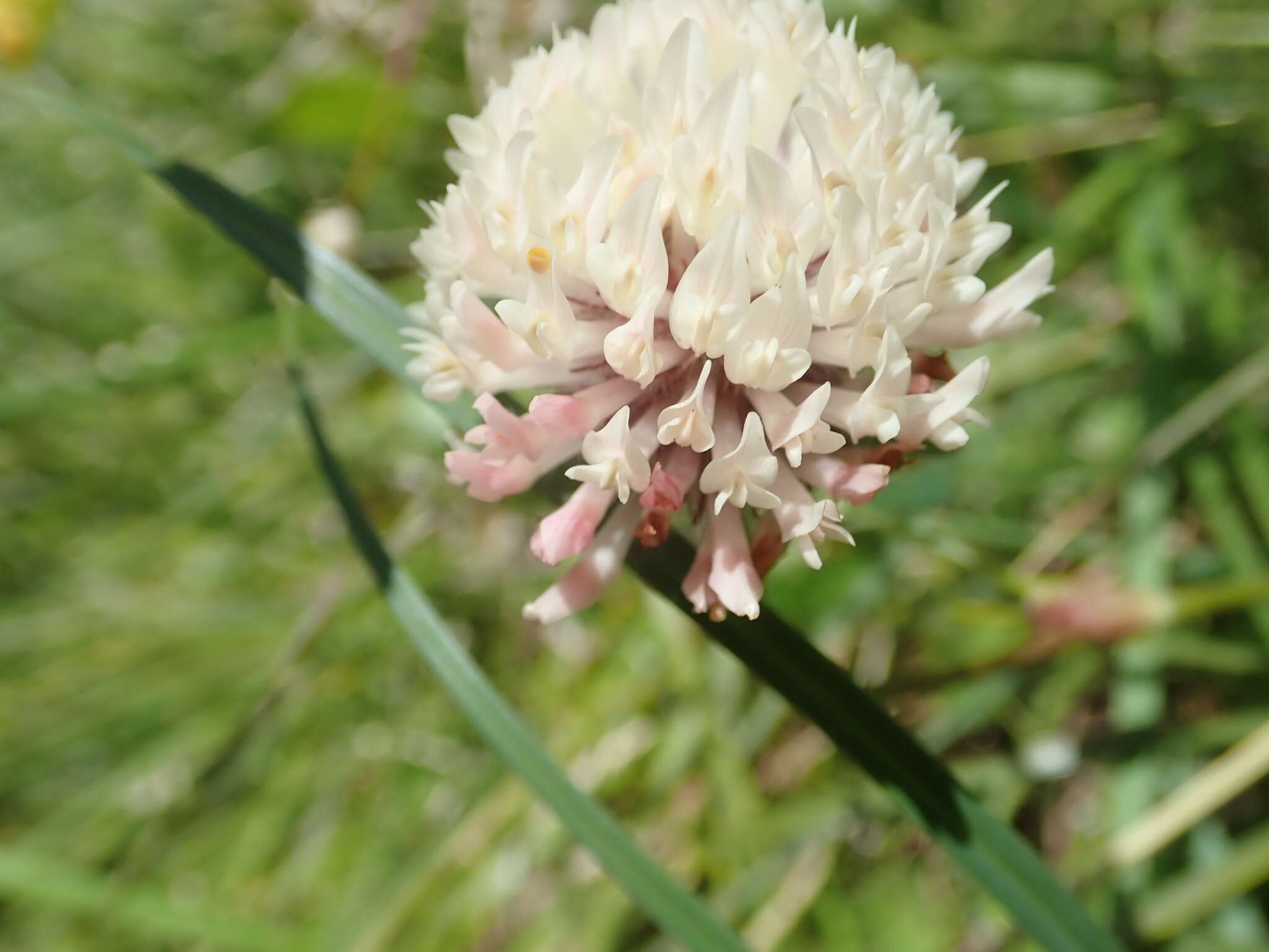 Image of Trifolium pratense var. frigidum Gaudin