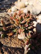 Image of Delosperma guthriei Lavis