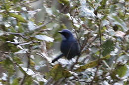 Image of Dwarf Jay