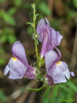 Plancia ëd Antirrhinum controversum Pau