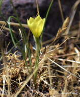 صورة Zephyranthes filifolia Herb. ex Kraenzl.