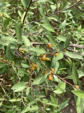 Image of Gymnosporia acuminata (L. fil.) Szyszyl.