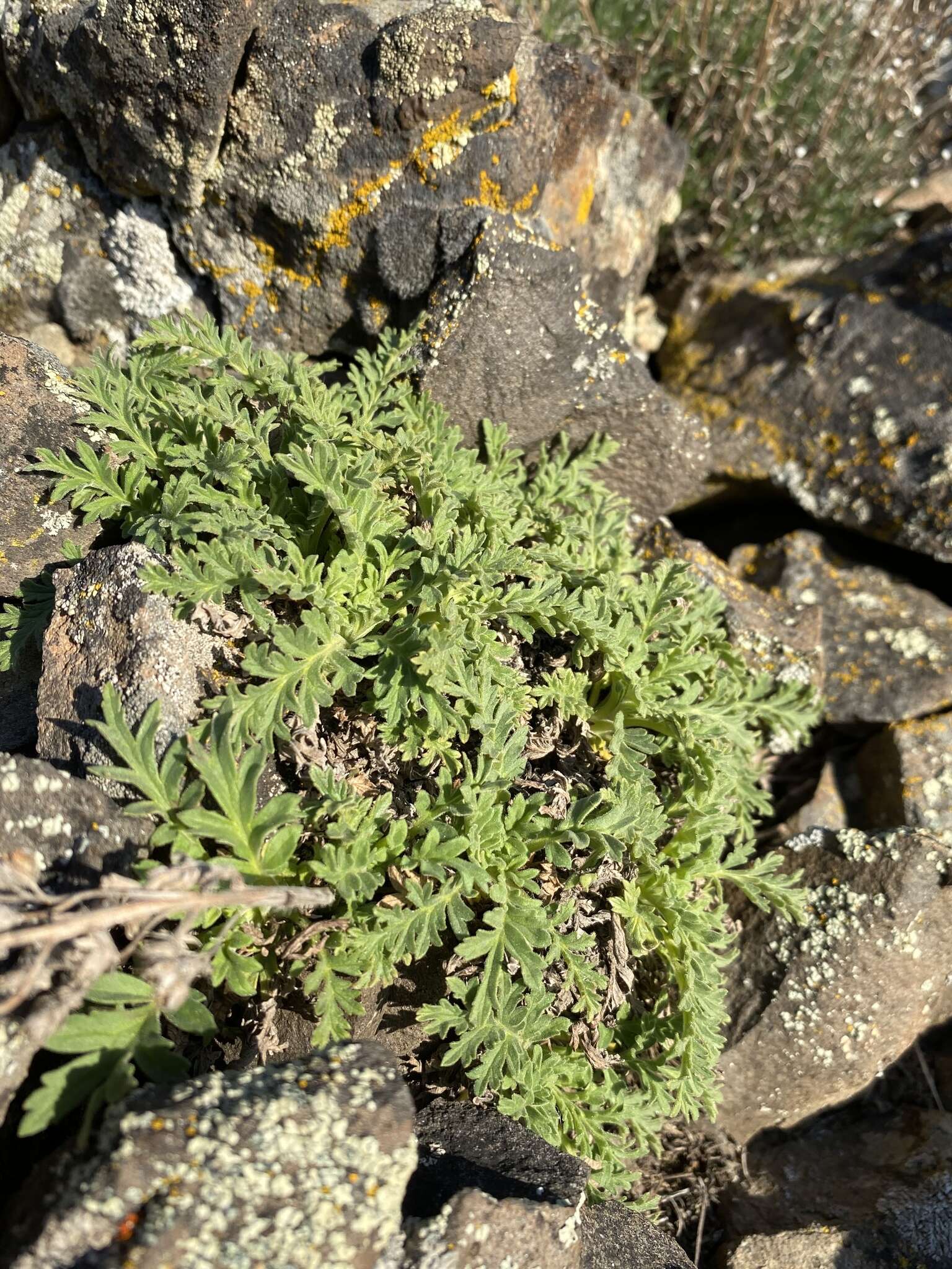 Phacelia lenta Piper的圖片