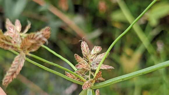 Image of Umbrella Flat Sedge