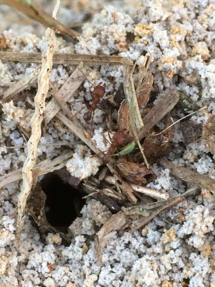 Image of Texas Leaf Cutting Ant