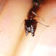 Image of Essig's Carpenter Ant