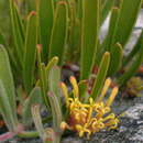 Image of Leucospermum secundifolium Rourke